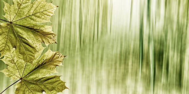 istock Beautiful green leaves on a blurred natural background. Panorama size. 1278617243