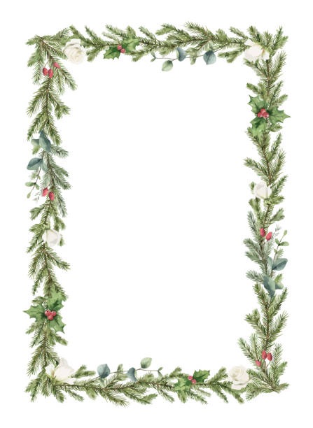 Watercolor vector Christmas wreath with fir branches, white rose and eucalyptus. Hand painted illustration for greeting floral postcard and invitations isolated on white background. Watercolor vector Christmas wreath with fir branches, white rose and eucalyptus. Hand painted illustration for greeting floral postcard and invitations isolated on white background. christmas border stock illustrations