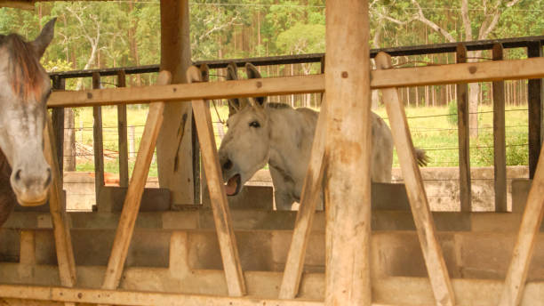 osioł - mule careless animal ignorance zdjęcia i obrazy z banku zdjęć