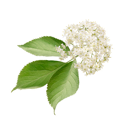 Elderberry blossoms and leaves