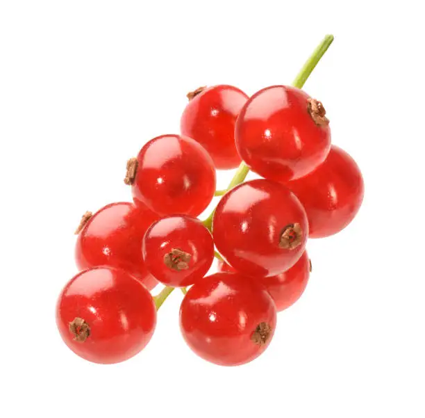 Red currant berries on white background