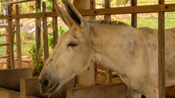 osioł - mule careless animal ignorance zdjęcia i obrazy z banku zdjęć