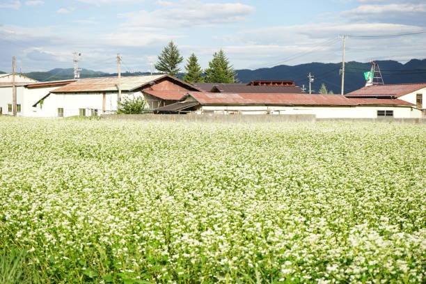 istock Soba buckwheat flowers 1278619882