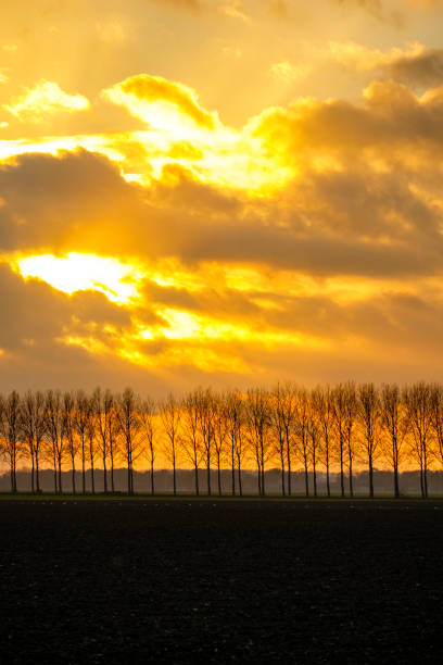Sunlight behind the clouds over a row of trees in the Noordoostpolder, Flevoland Province in The Netherlands during a colorful autumn sunset.