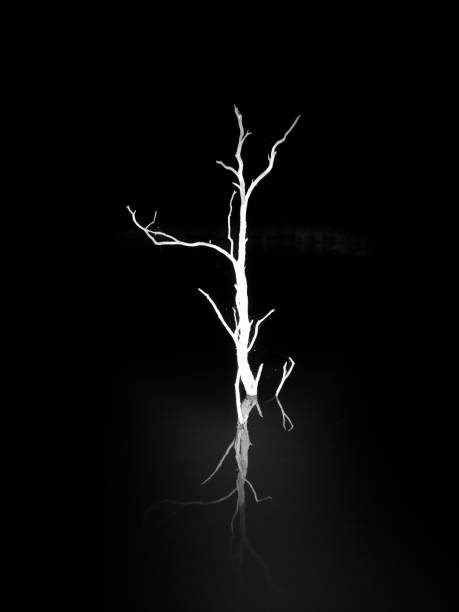 Dead tree rising above black water. The tree's reflection is visible beneath it. Photos were taken on a lake in Texas, at night.