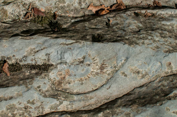 istock Ammonite fossil closeup 1278621182