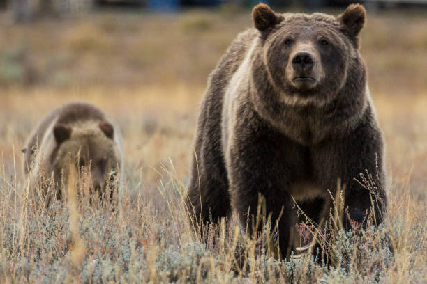 Portrait of Grizzly Bear 399 stock photo