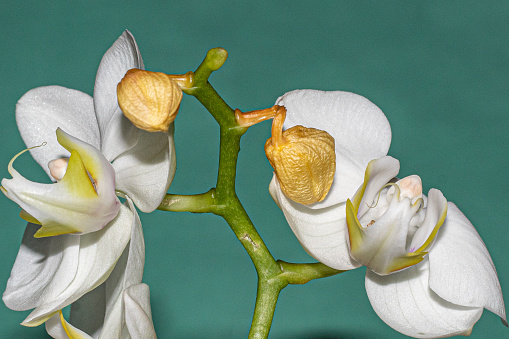 Orchid branch with white flowers and wilted buds