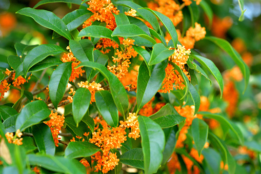 Osmanthus fragrans, native to Asia (Japan, China and Himalayas), and commonly called fragrant olive, sweet olive or sweet tea, produces clusters of flowers that have an extremely powerful apricot fragrance. It is a small, upright, evergreen tree that will grow to 3-10 meters tall. Tiny white, orange, gold or reddish flowers, depending on species, appear in clusters in late summer through into fall. The plant has very fragrant flower.