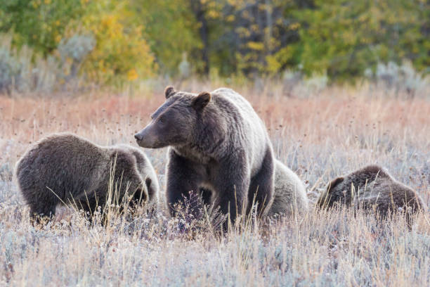 istock Grizzly Bear 399 and Her Cubs Grazing 1278622754