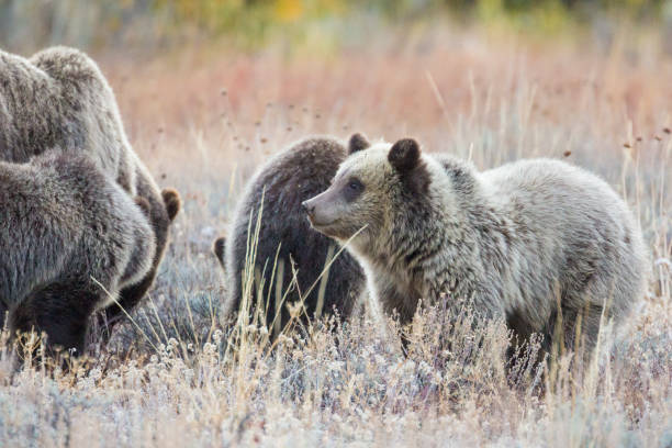 istock Grizzly Bear 399 and Her Cubs Grazing 1278622871