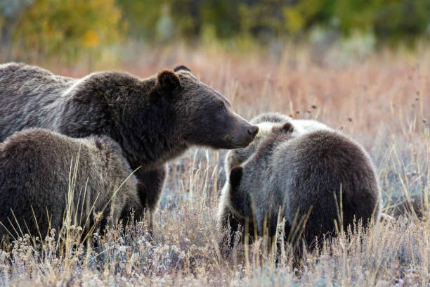 istock Grizzly Bear 399 and Her Cubs Grazing 1278622905