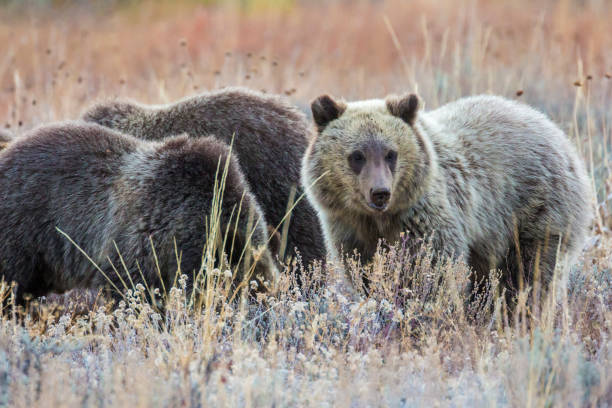 istock Grizzly Bear 399 and Her Cubs Grazing 1278622962