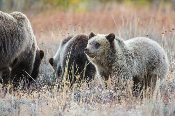 istock Grizzly Bear 399 and Her Cubs Grazing 1278623020
