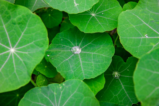 Nasturtium, Plant, Flower, Beauty In Nature, Blossom