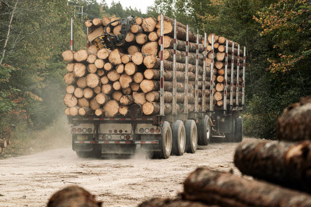 istock Logging Truck Carries Harvested Spruce 1278623928