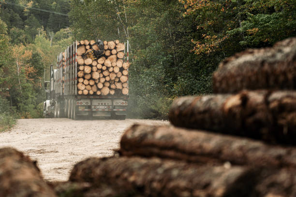 istock Logging Truck Carries Harvested Spruce 1278624461