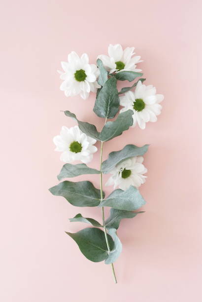 istock white chrysanthemum flowers and eucalyptus leaves top view on pink background. copy space,  floral card, poster. 1278625135