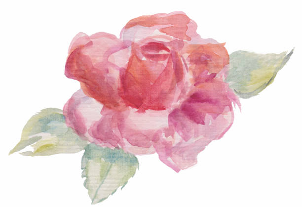 istock Hand drawn watercolor rose. Watercolor flower with leaves isolated on white background. Element for your design. Watercolor texture 1278628085
