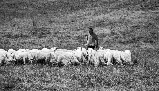 Tatra National Park, Poland - August 7, 2020: A picture of a sheepherder next to a herd of sheep in the Chochoowska Valley.