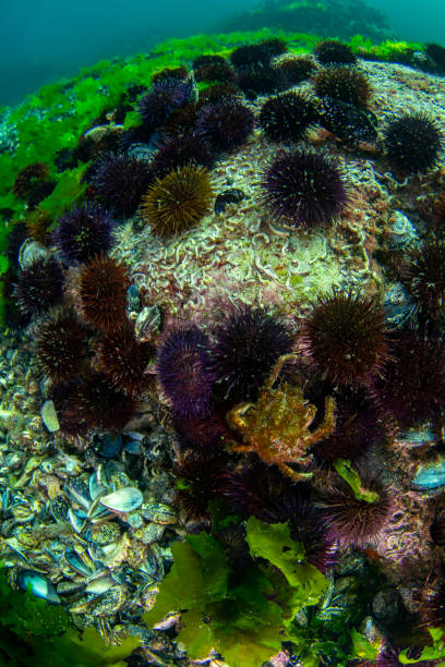 istock sea-urchins and a crab in wide underwater view 1278629115