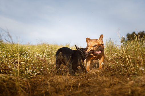 French bulldogs at chamomile field