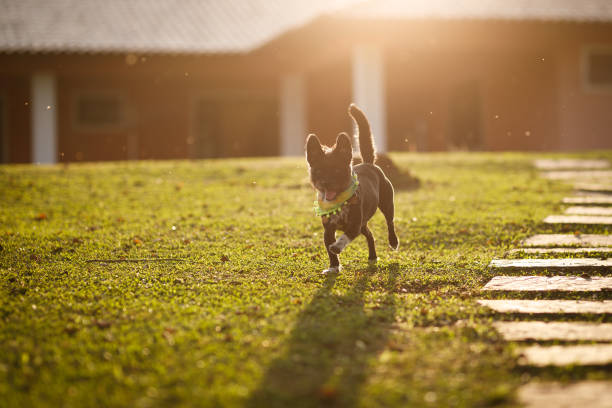 Mixed-breed dog at farm
