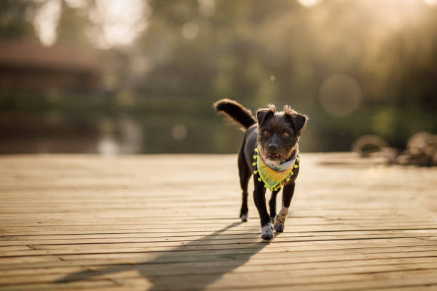 Mixed-breed dog at farm