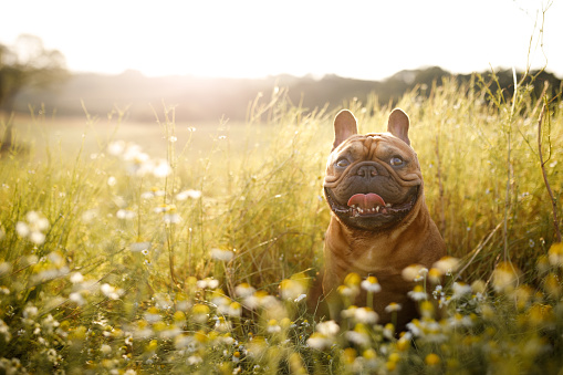 French bulldogs at chamomile field