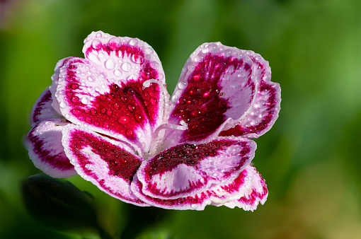 Close up of a sunflor charmy dianthus flower (dianthus carophyllus)