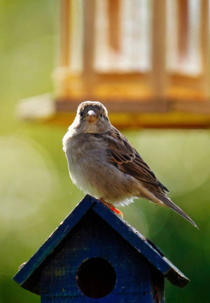 A bird sitting on a roof.