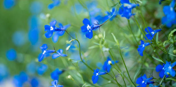 голубая лобелия лобелия erinus крупным планом в саду - lobelia стоковые фото и изображения