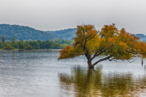 High waters surrounds trees at Rankin Bottom Wildlife Refuge near Newport, Tennessee.