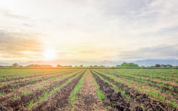 istock CULTIVATION OF SUGAR CANE 1278633727