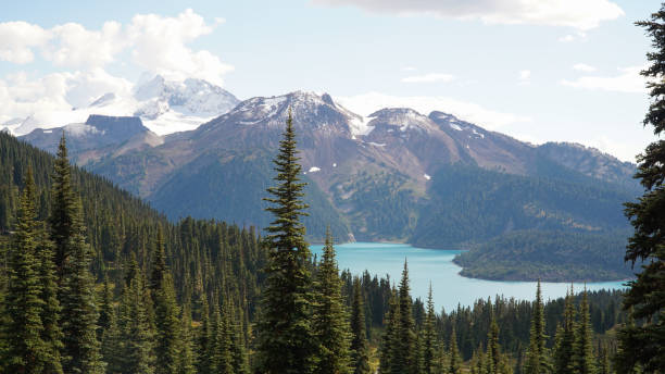 Forest Landscapes on the hike to Garibaldi Lake Panorama Ridge near Garibaldi Lake near Squamish and Whistler in British Columbia, East Canada. stock photo