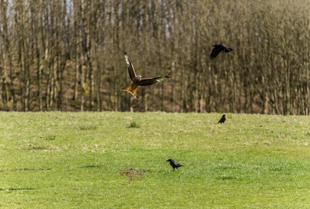 istock Red Kites Of Scotland. 1278636163