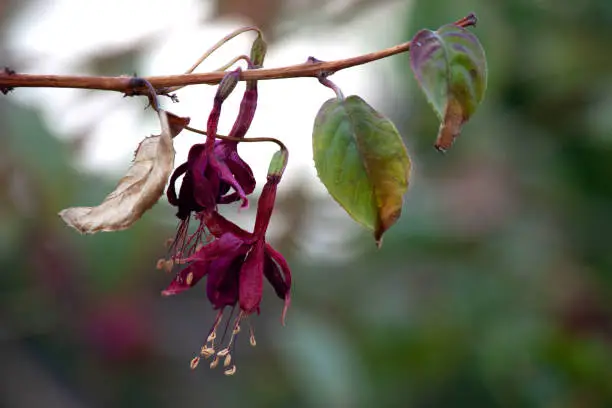 A pair of wilting fuchsias on a branch.