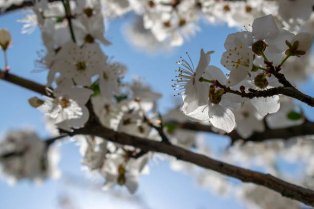 istock Apricot tree flowers with soft focus. Spring white flowers on a tree branch. Apricot tree in bloom. Spring, seasons, white flowers of apricot tree close-up. 1278636791