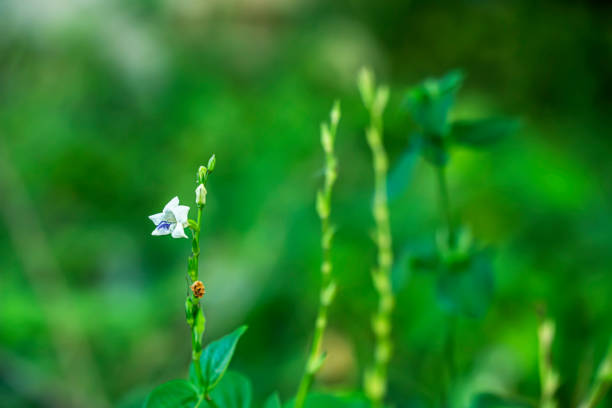 small white grass flowers
