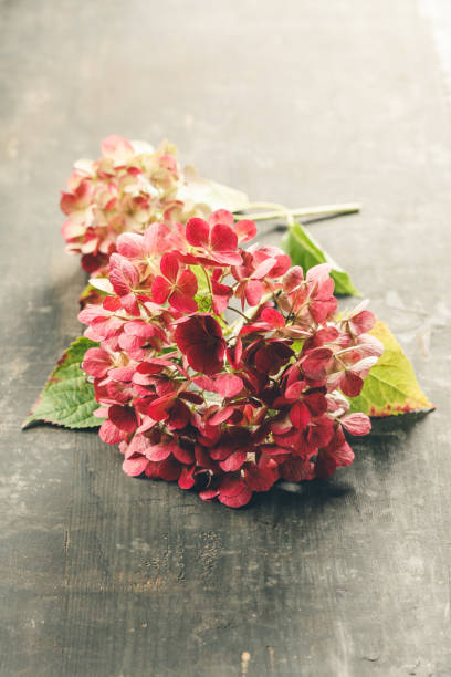 istock pink hydrangea on a old wooden background, close up 1278637724