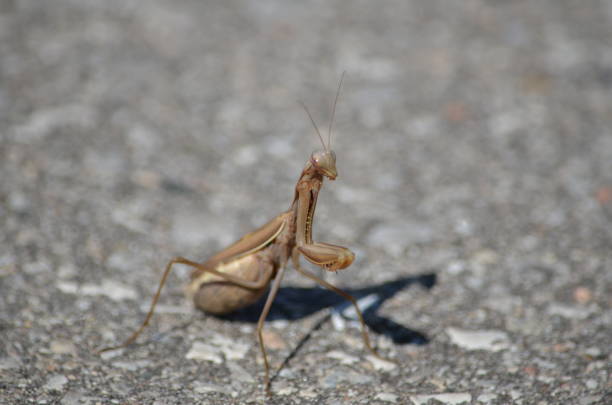 Brown praying mantis crossing a road in Ontario, Canada