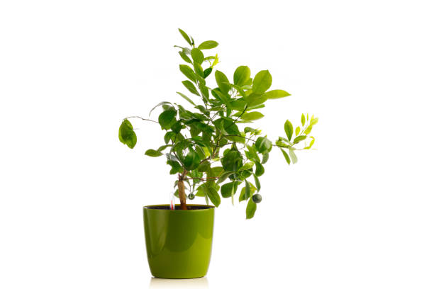 istock green tangerine tree in self watering planter pot, isolated on white 1278638547