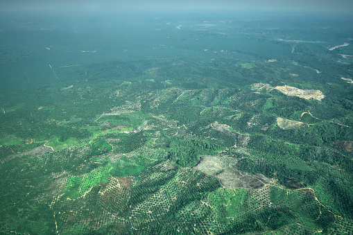 A palm tree plantation, Aerial View of rainforest deforestation in Indonesia for Palm Oil trade