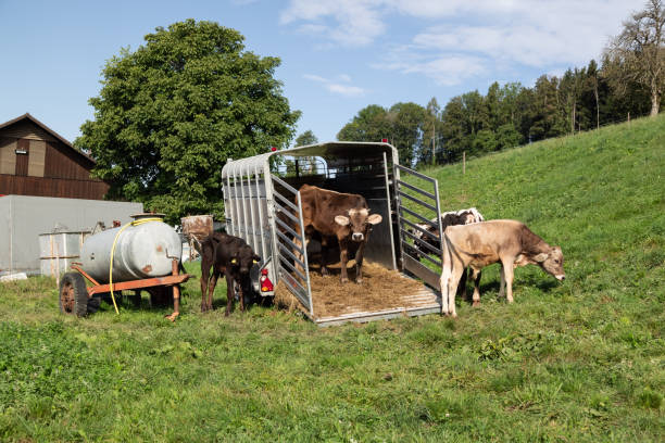 trasportatore di bestiame aperto su un campo verde con mucche nere e marroni sul campo e rampa di carico, abbeveratoio su un rimorchio lasciato nella foto, di giorno, senza persone - left field foto e immagini stock