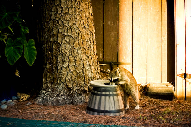 A raccoon drinks water on a hot August summer afternoon