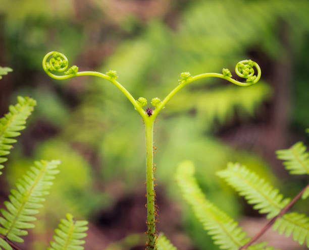 Nature in balance - Fern growth in spring A fern unfurling as it grows in springtime in Japan. koru pattern stock pictures, royalty-free photos & images