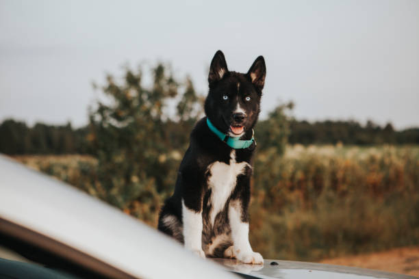 istock Little cute husky puppy 1278640110