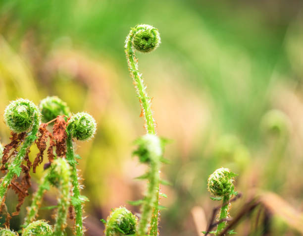 new growth - ferns in springtime - fern spiral frond green imagens e fotografias de stock