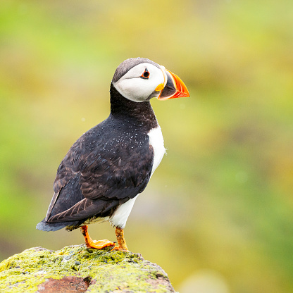 Close-up of an Atlantic puffin in Scotland.