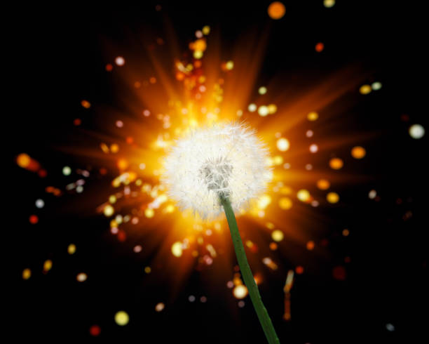 istock dandelion flower on shiny firework background 1278640289